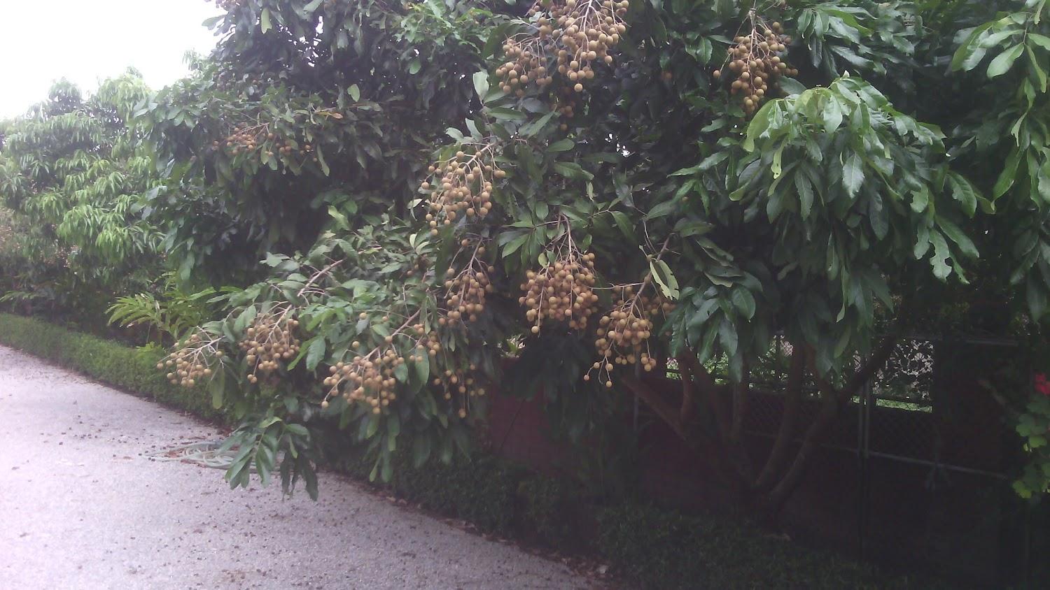 Cover Image for Chom Chan Resort