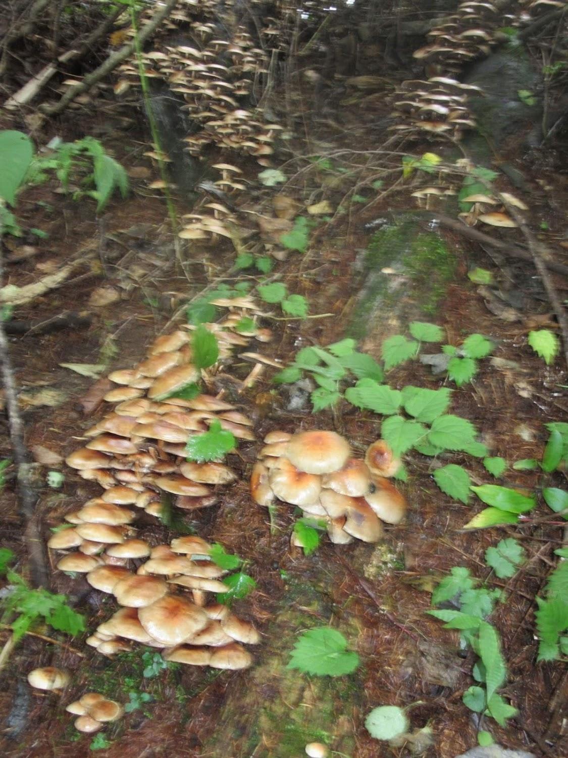 Cover Image for Tsukubane Forest Park