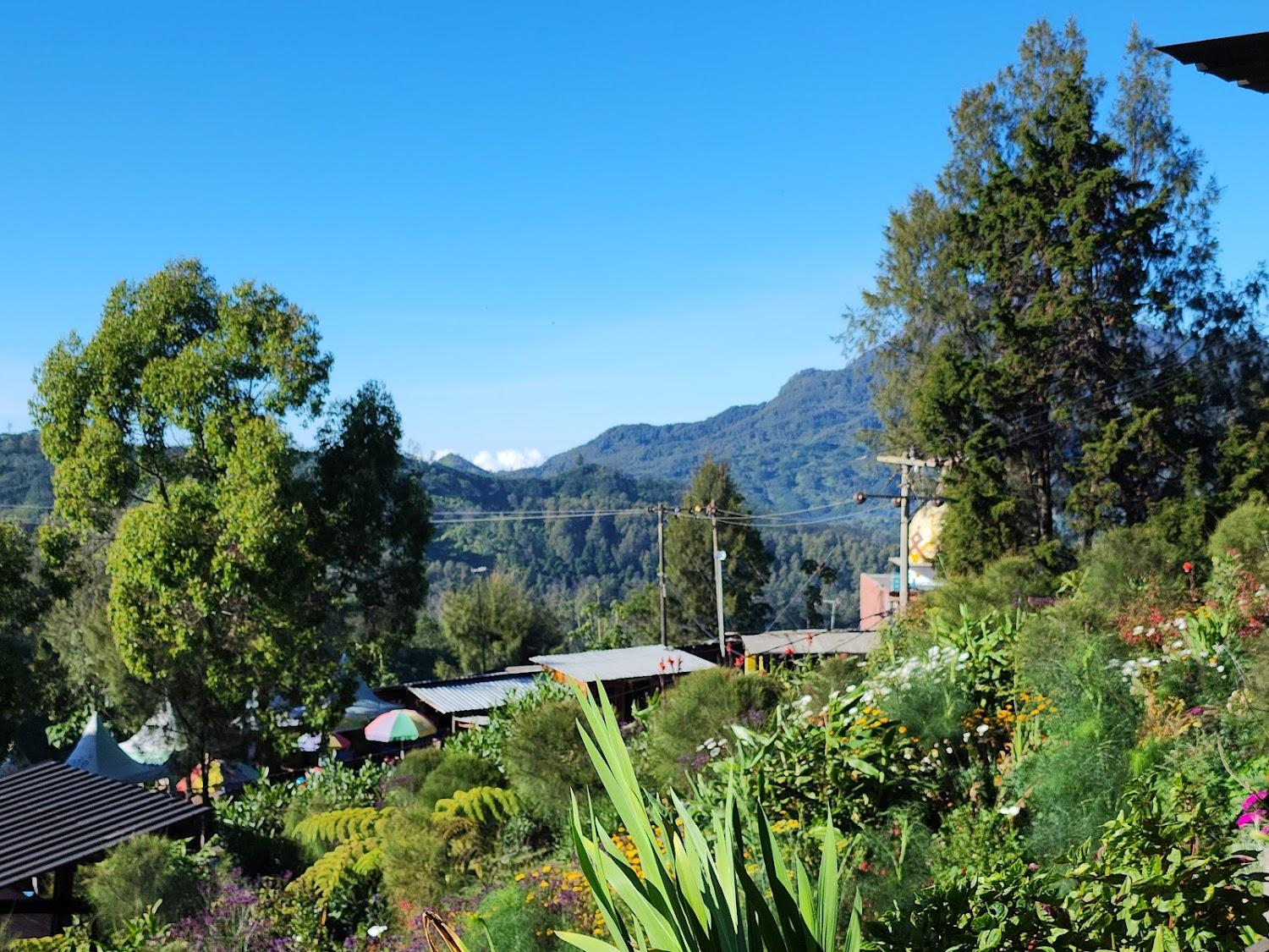 Cover Image for Bromo Hillside