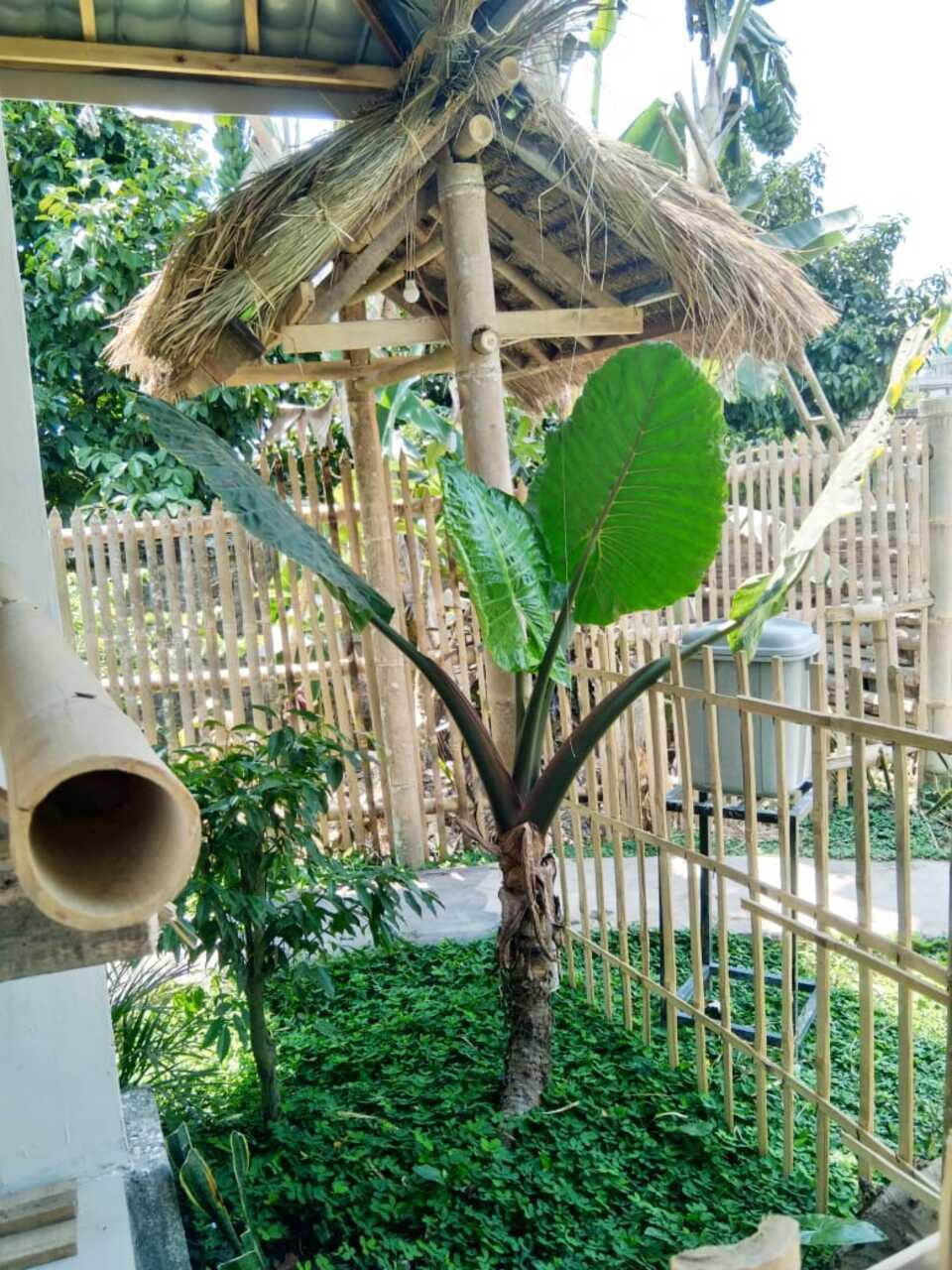 Cover Image for Gubuk Baru Homestay