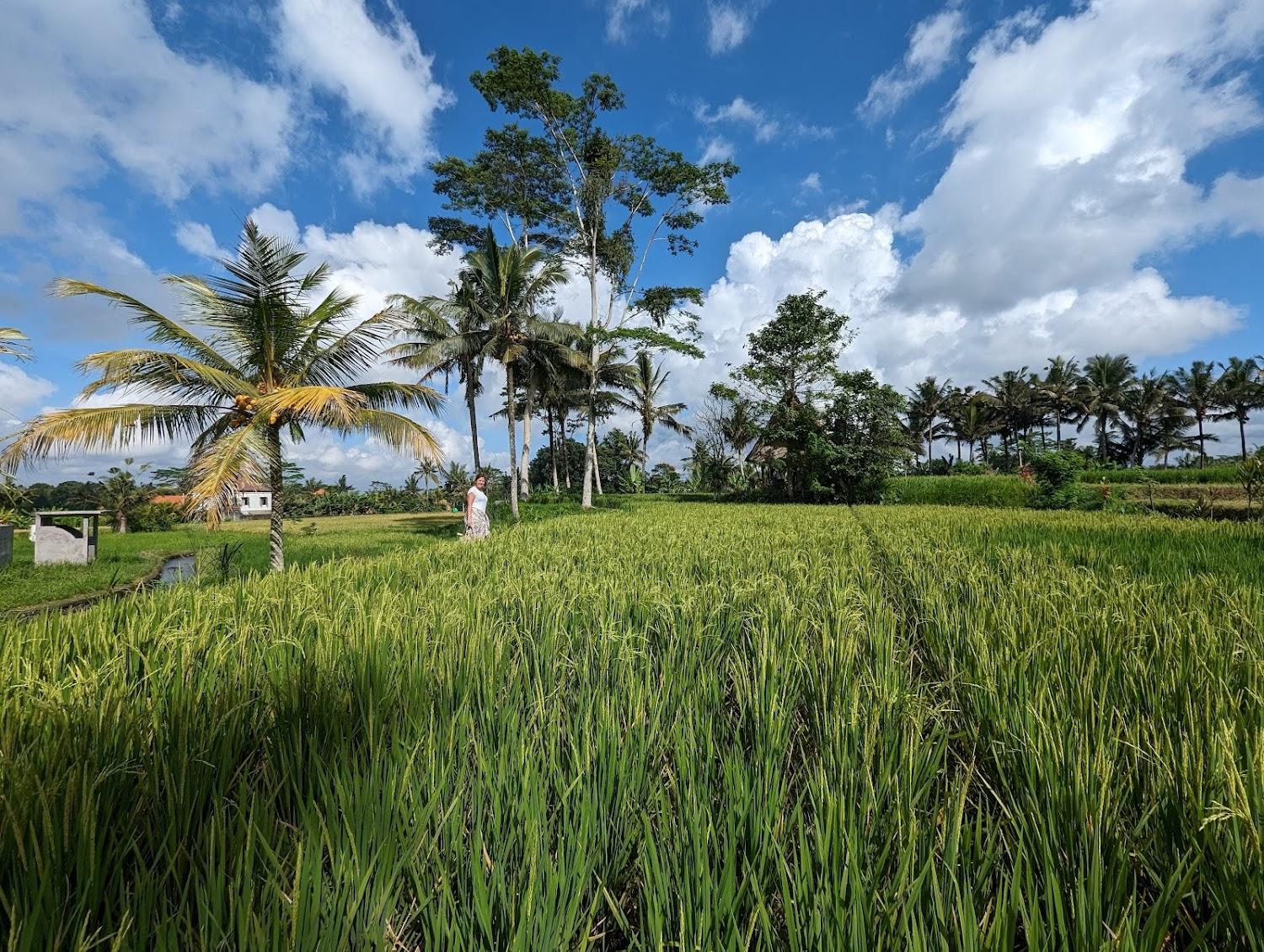 Cover Image for Bamboo Bali Treehouse