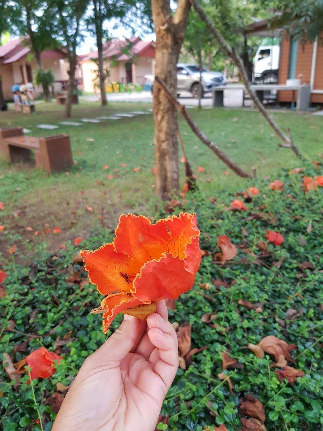 Cover Image for บ้านสวนปัณรีสอร์ท