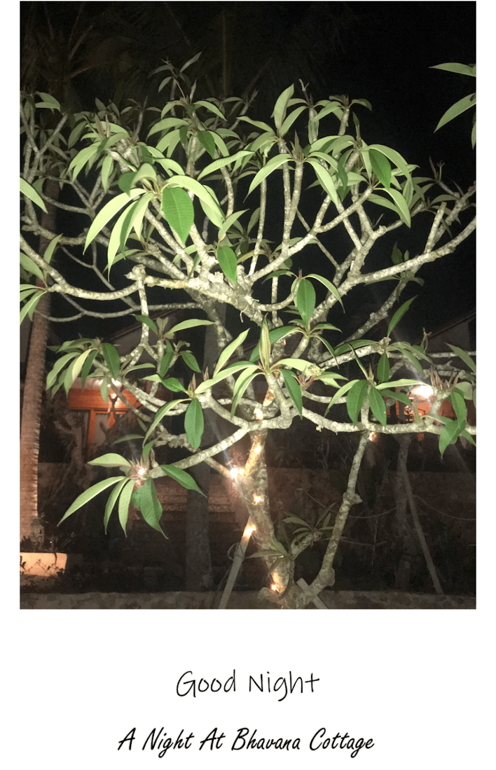 Cover Image for Bhavana Cottage