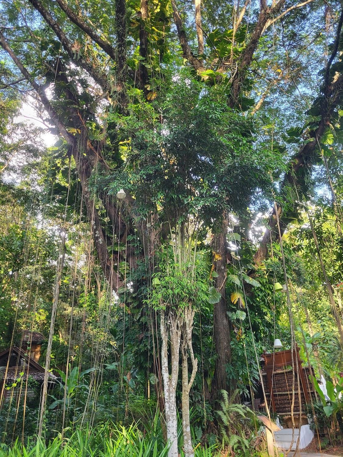 Cover Image for Fern Resort