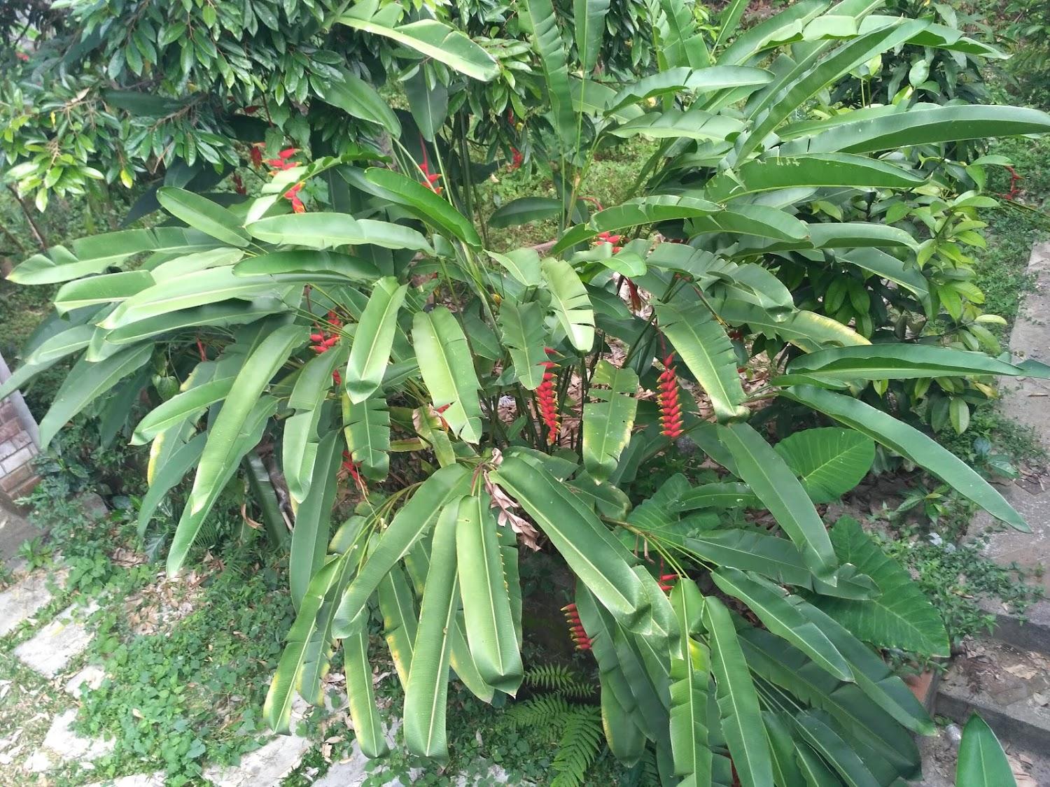 Cover Image for Kubu Ubud