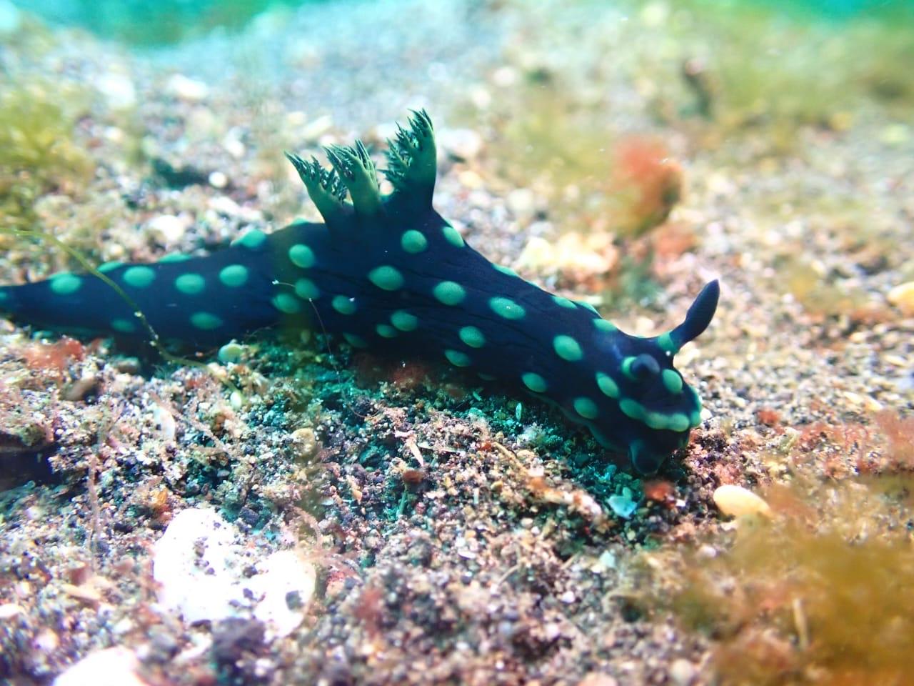 Cover Image for K2 Lembeh Dive Resort