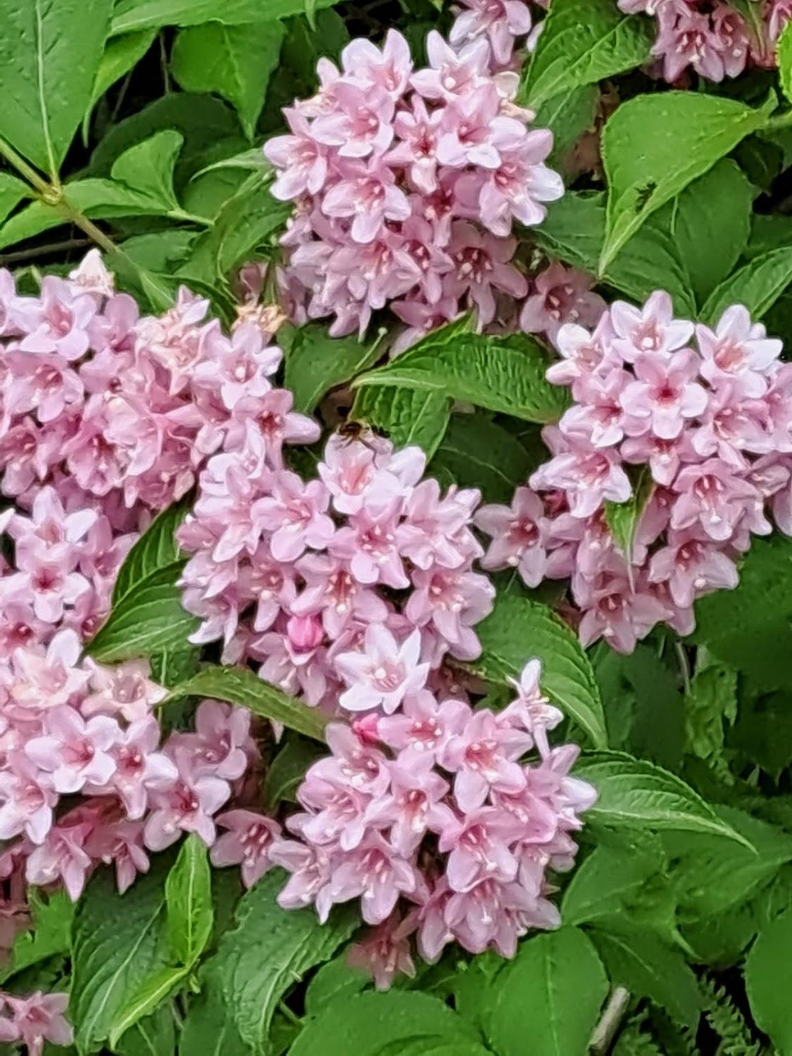 Cover Image for ながいピオニーの森