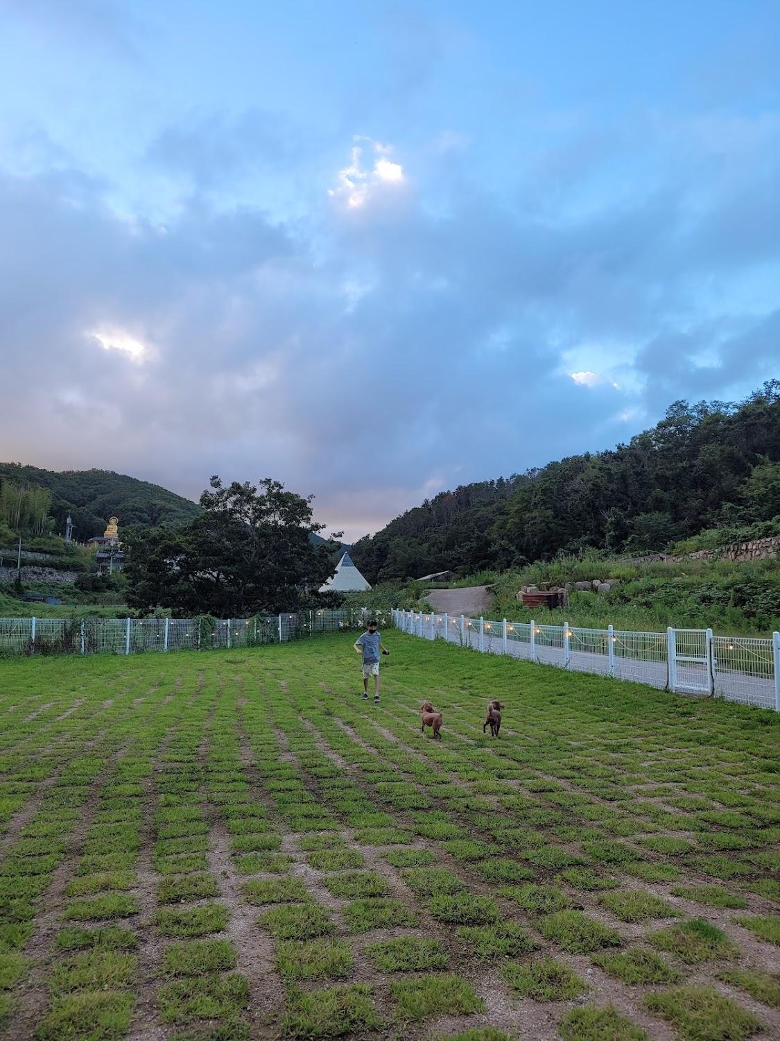 Cover Image for 경주 런앤독스