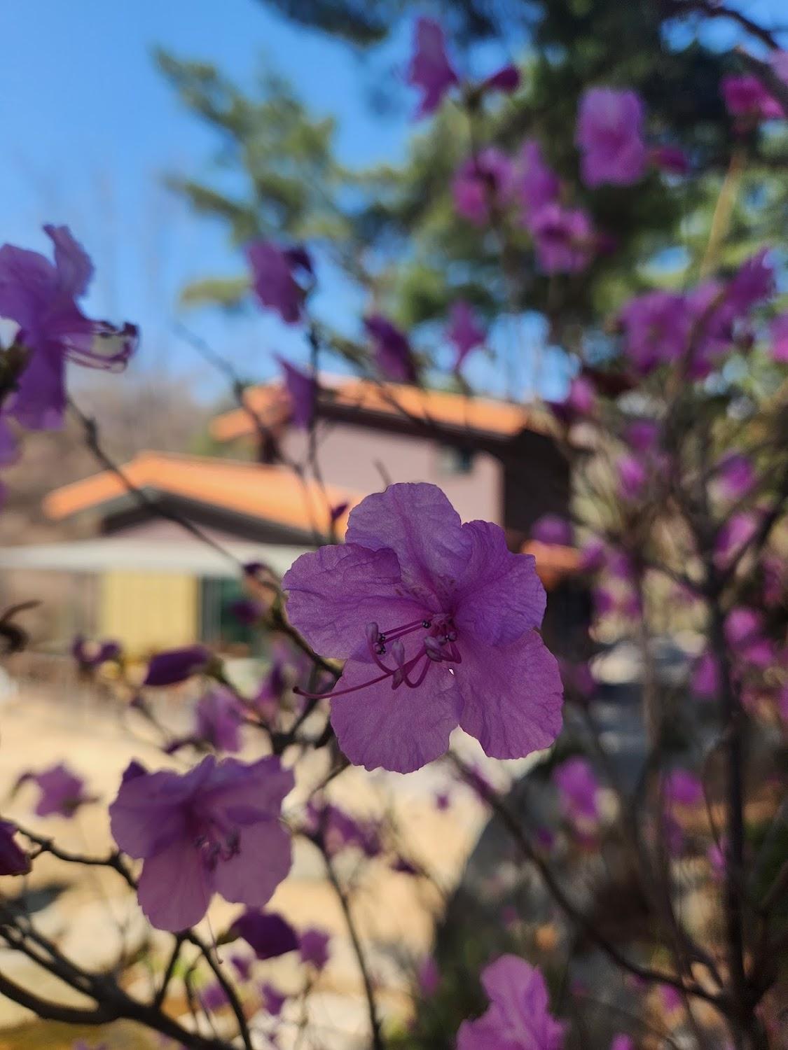 Cover Image for 화악산 소나무 리조트