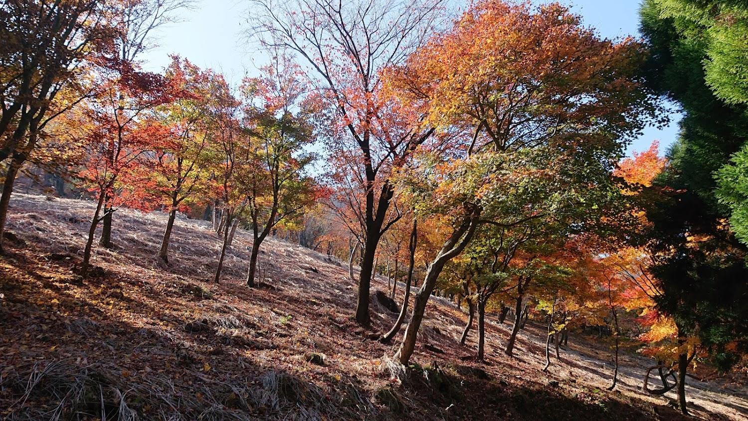 Cover Image for 英彦山野営場
