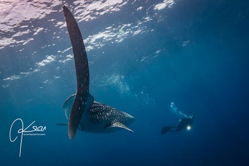Cover Image for Saronde Island Resort