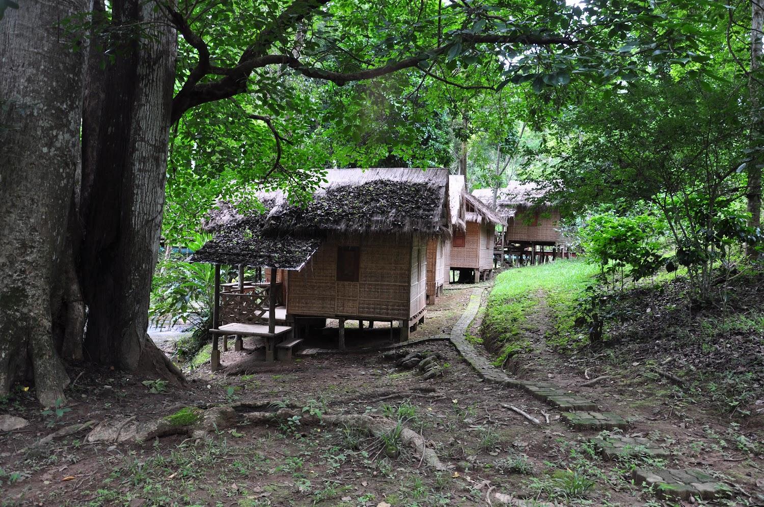 Cover Image for Dreamcaught tree houses