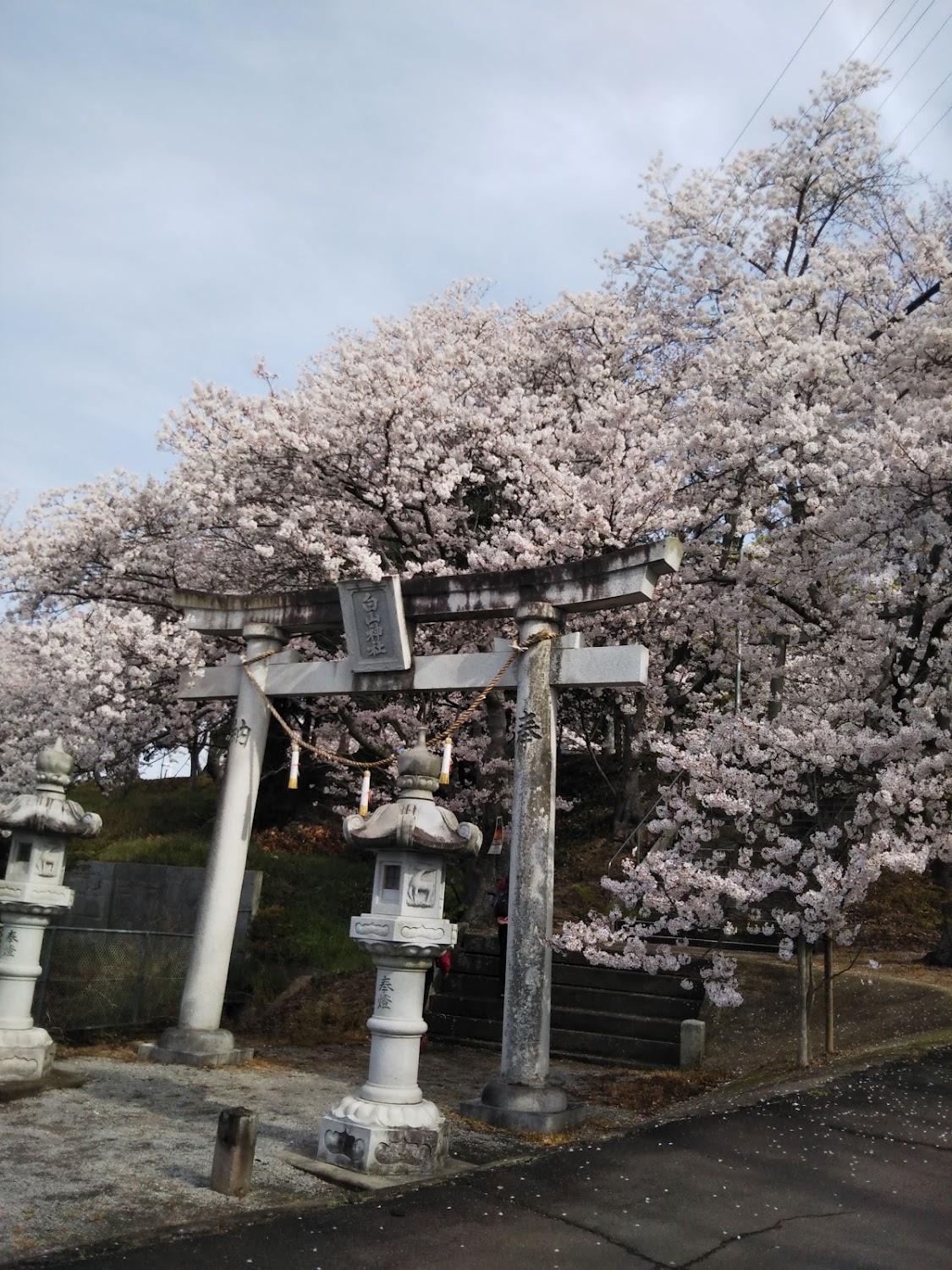 Cover Image for Tresta Shirayama