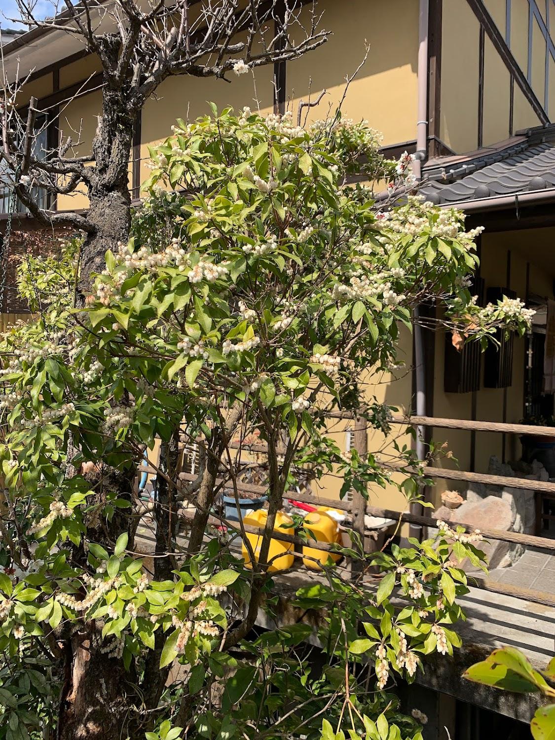 Cover Image for Traditional Japanese inn Kifuu