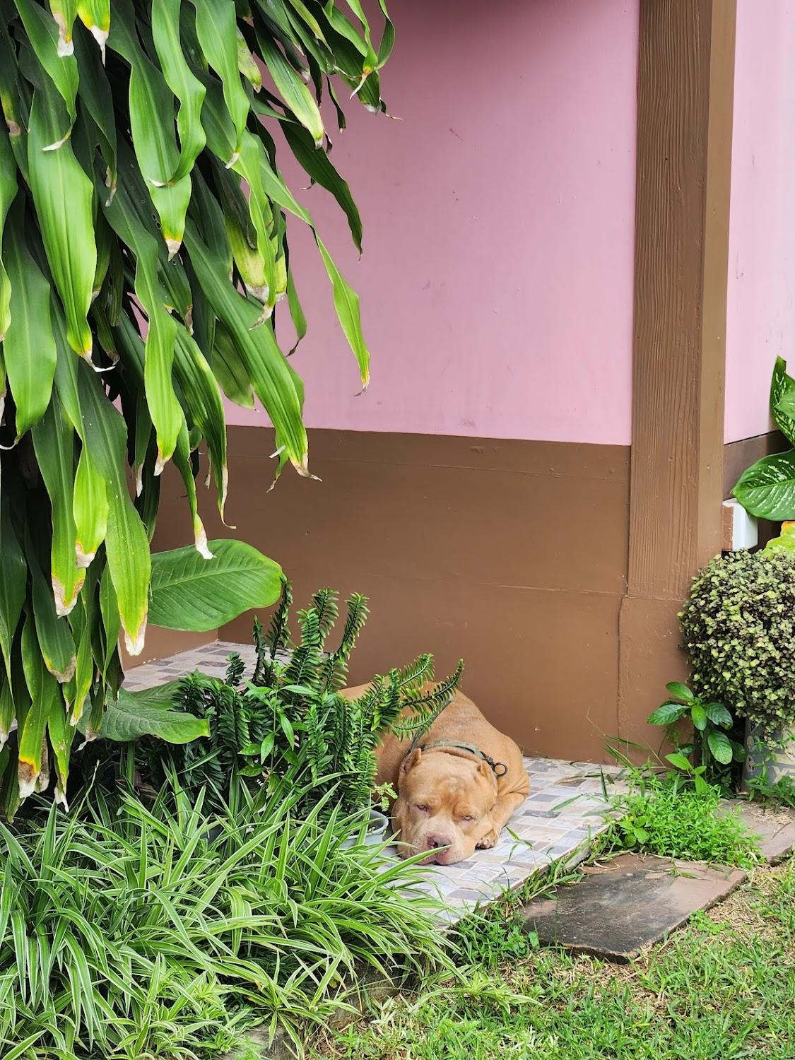 Cover Image for บ้านดาวรีสอร์ท สีคิ้ว