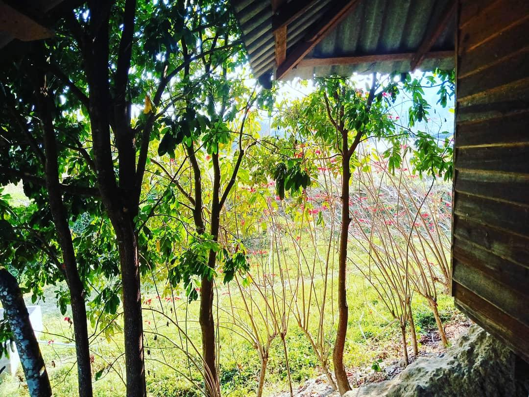Cover Image for Mariza Orchid resort and farm stay.