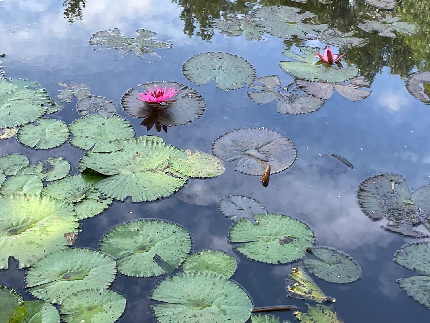 Cover Image for Suan Bua Hotel & Resort, Chiang Mai