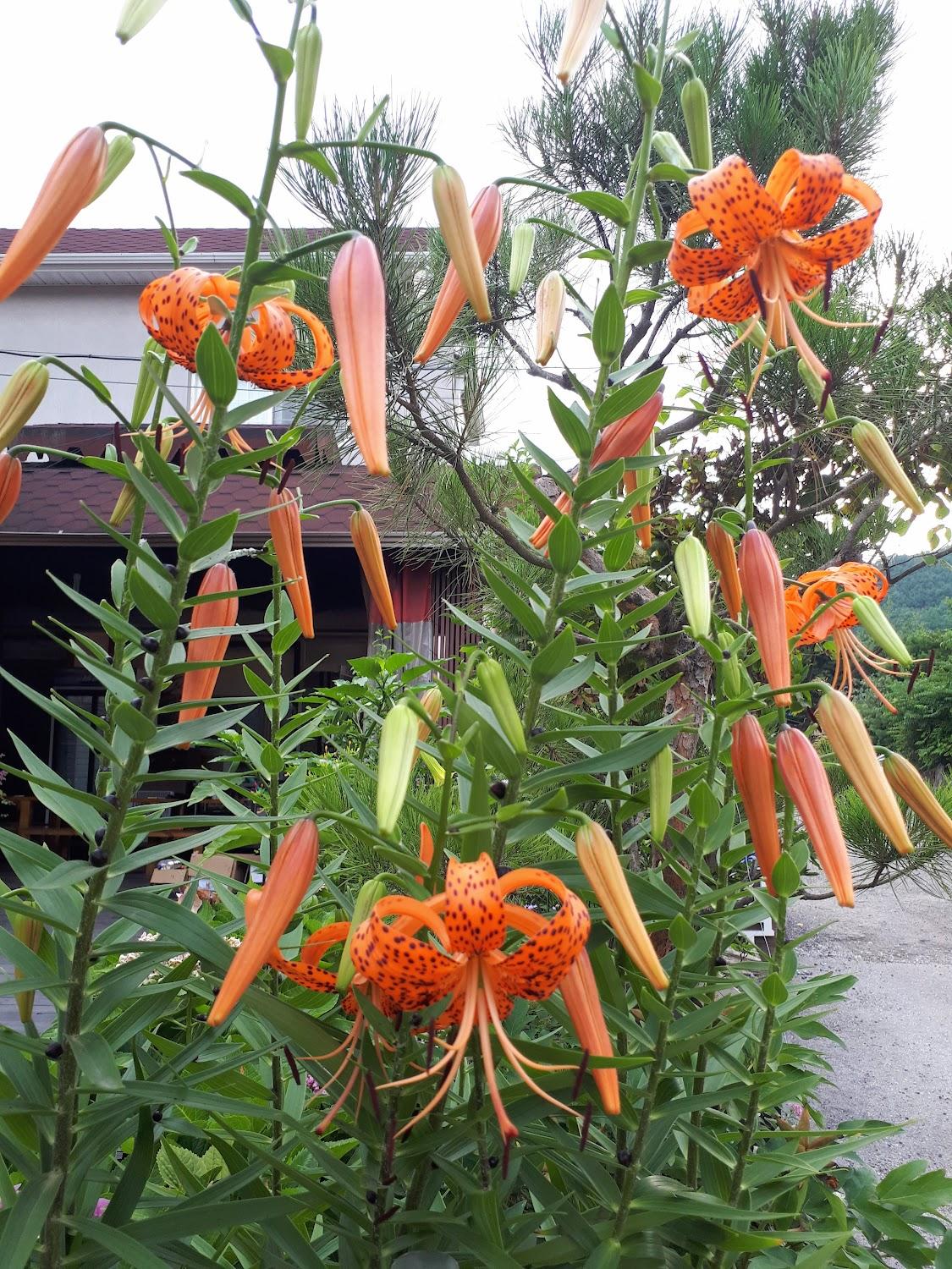 Cover Image for 화수목펜션