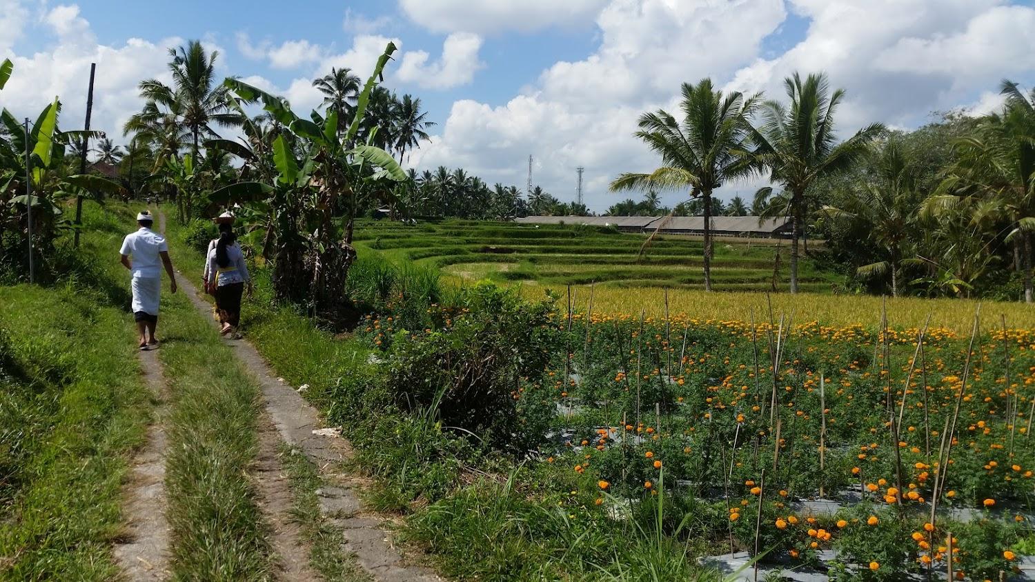 Cover Image for Ulu Bali Homestay
