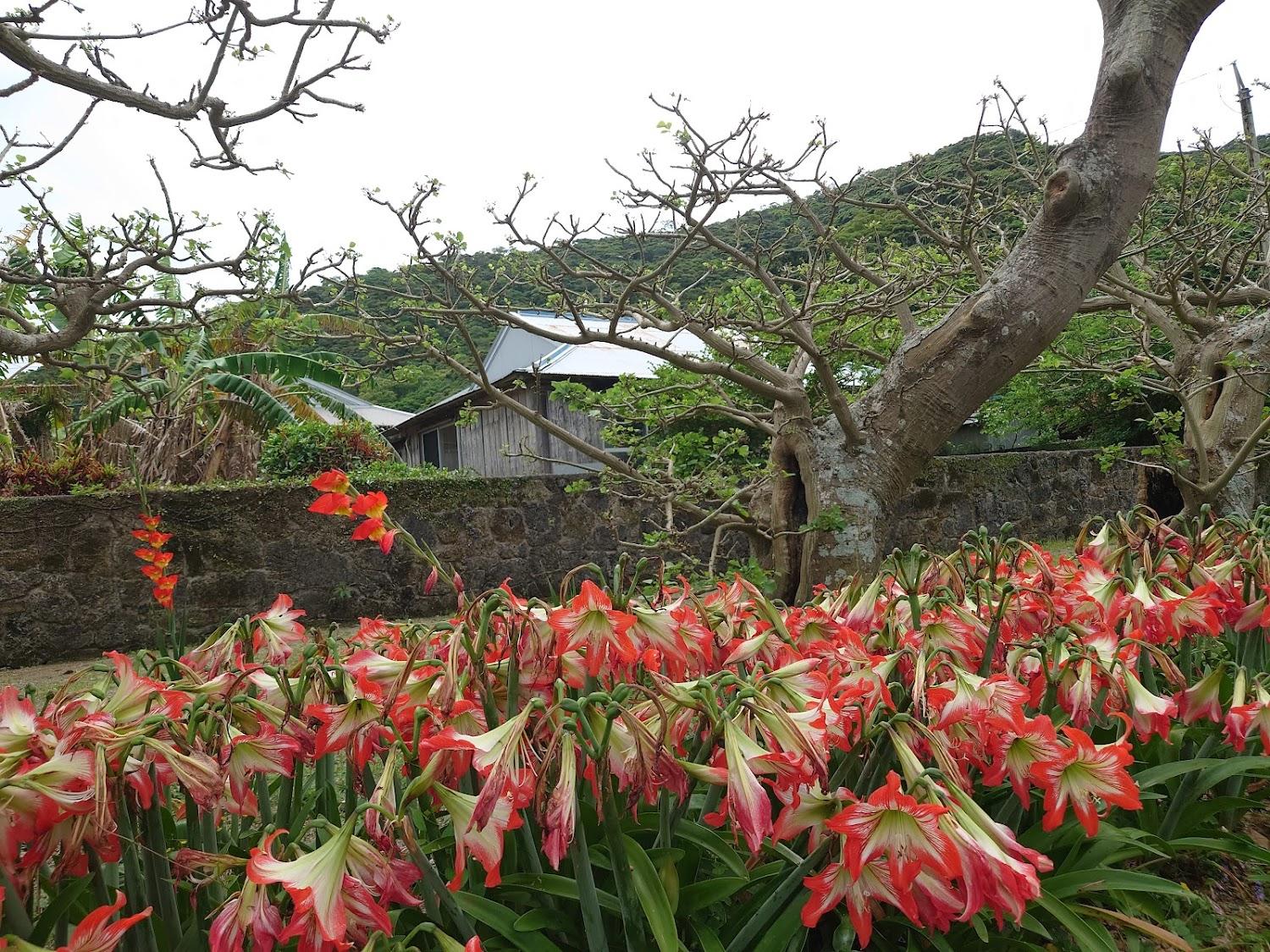 Cover Image for Denpaku Lily-no-ie