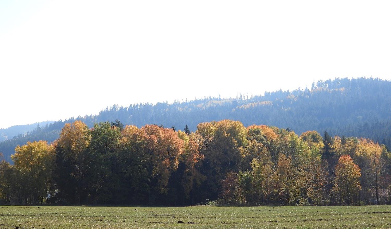 Cover Image for Ferienhäuser im Jägerpark Viechtach