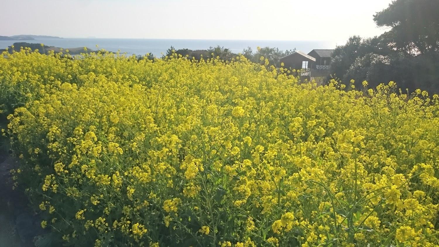 Cover Image for 壱岐出会いの村