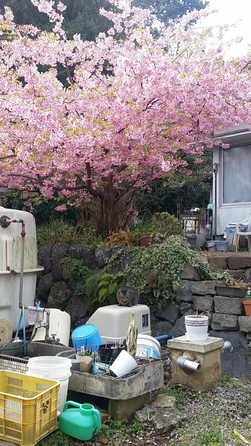 Cover Image for ペンション マスカレード