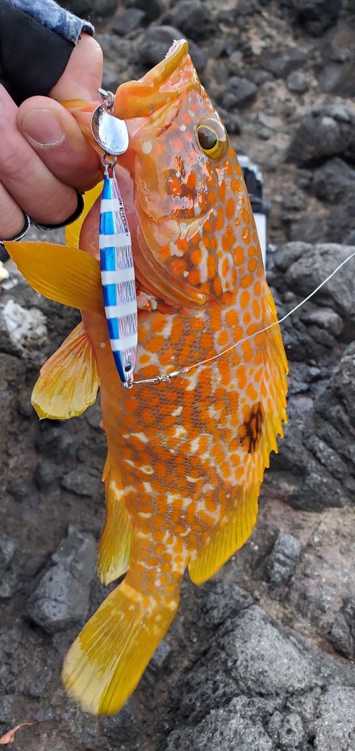 Cover Image for Marumiya Fishing Center