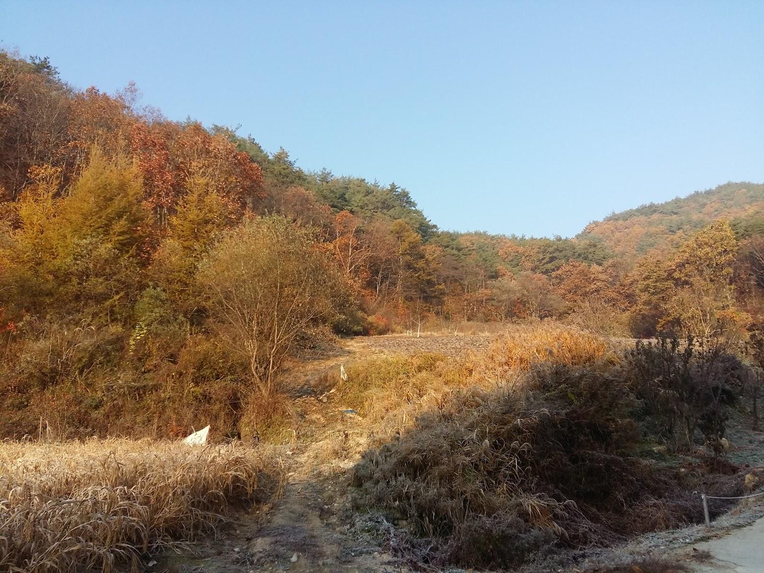 Cover Image for 룩스글램핑앤팜