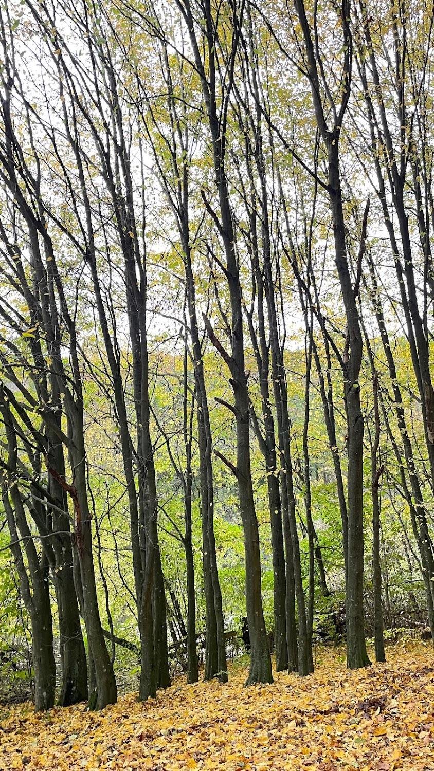 Cover Image for Ferienhaus Monika am Waldsee Rieden / Eifel