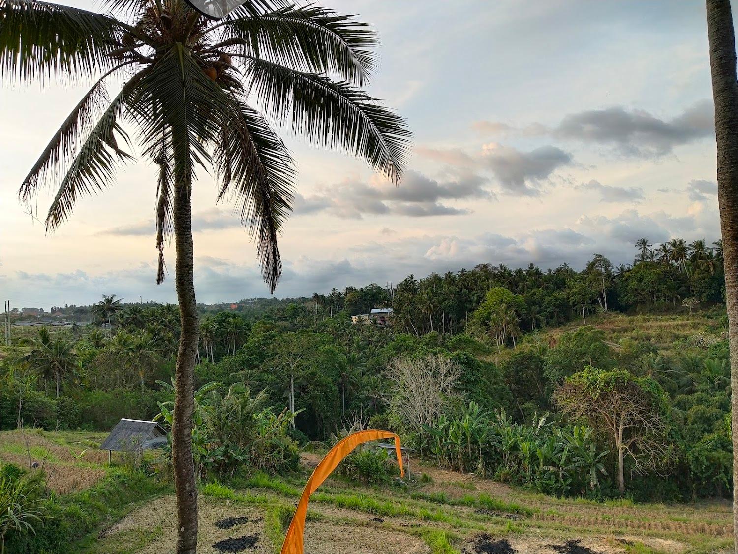 Cover Image for The Bodhi Leaf Wellness Resort