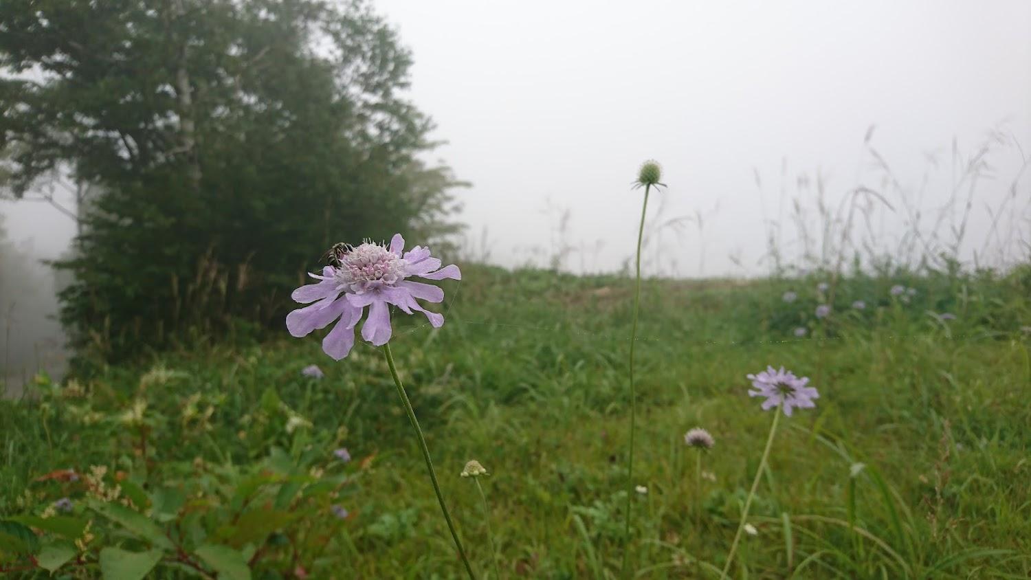 Cover Image for Shirakaba