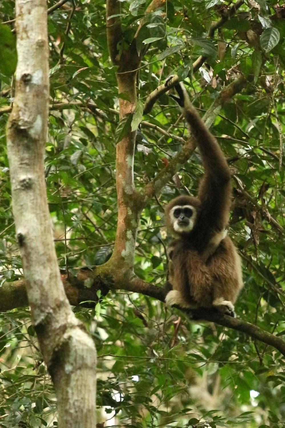 Cover Image for Magpie homestay & jungle trekking