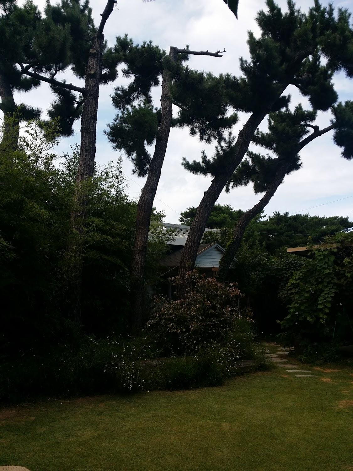 Cover Image for 솔향기가득한집