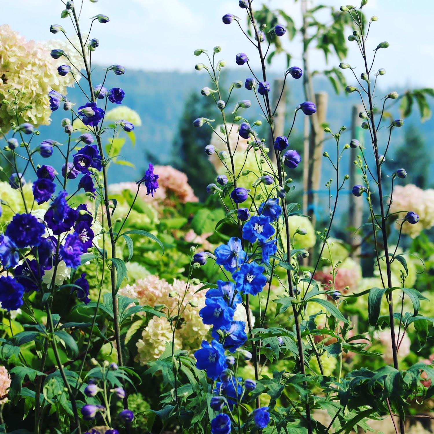Cover Image for The Moosbach Garden & B&B