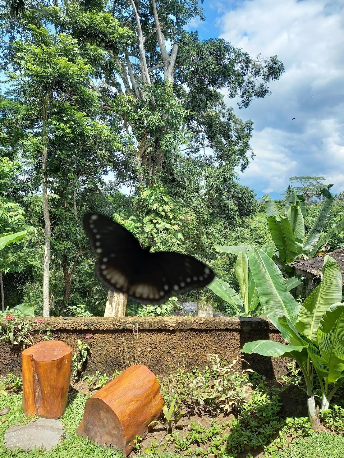 Cover Image for Aix Cottage Ubud