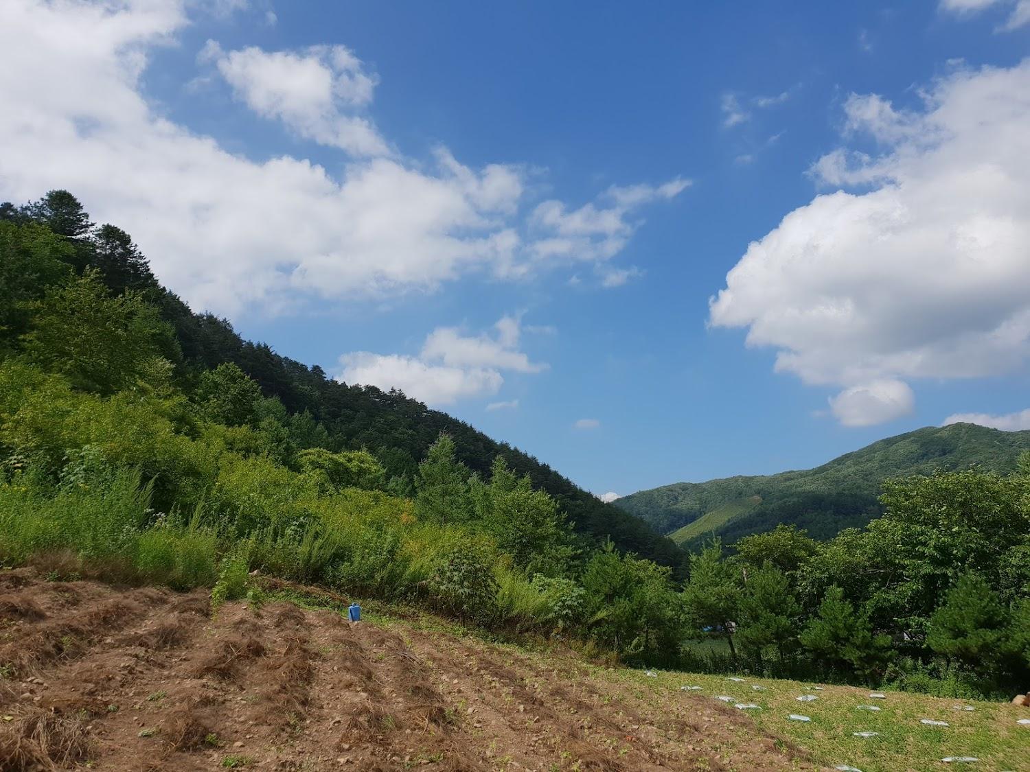 Cover Image for 꽃이피는소리