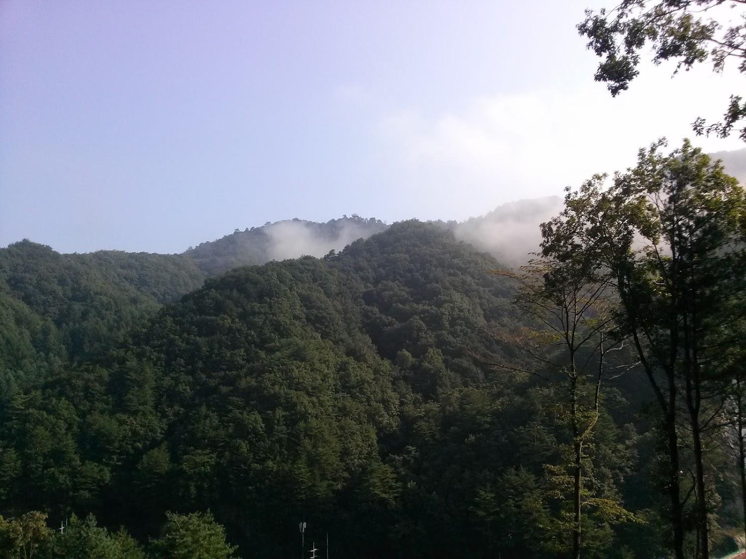Cover Image for 비우고채우는숲