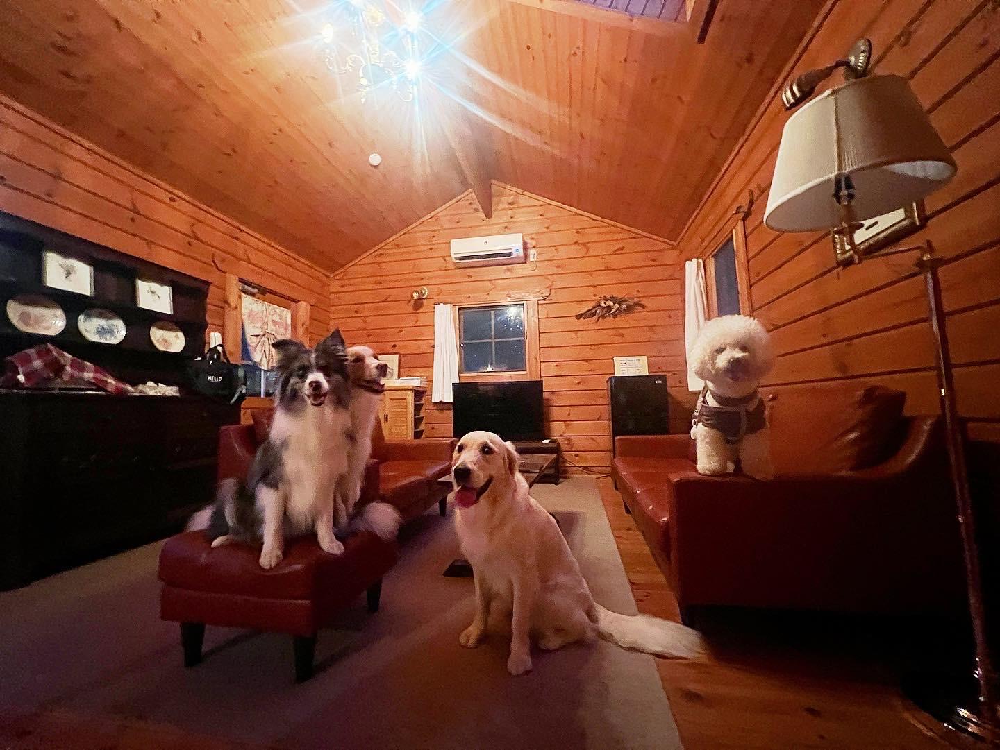 Cover Image for Aruma Garden Dogs