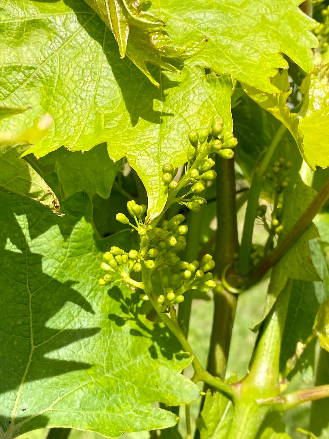 Cover Image for Fruit and vineyard Ingenhof