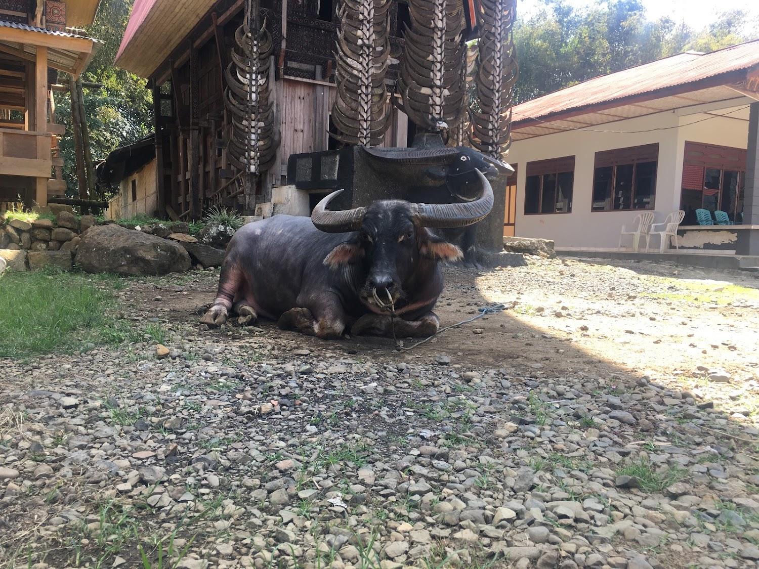 Cover Image for Riana homestay