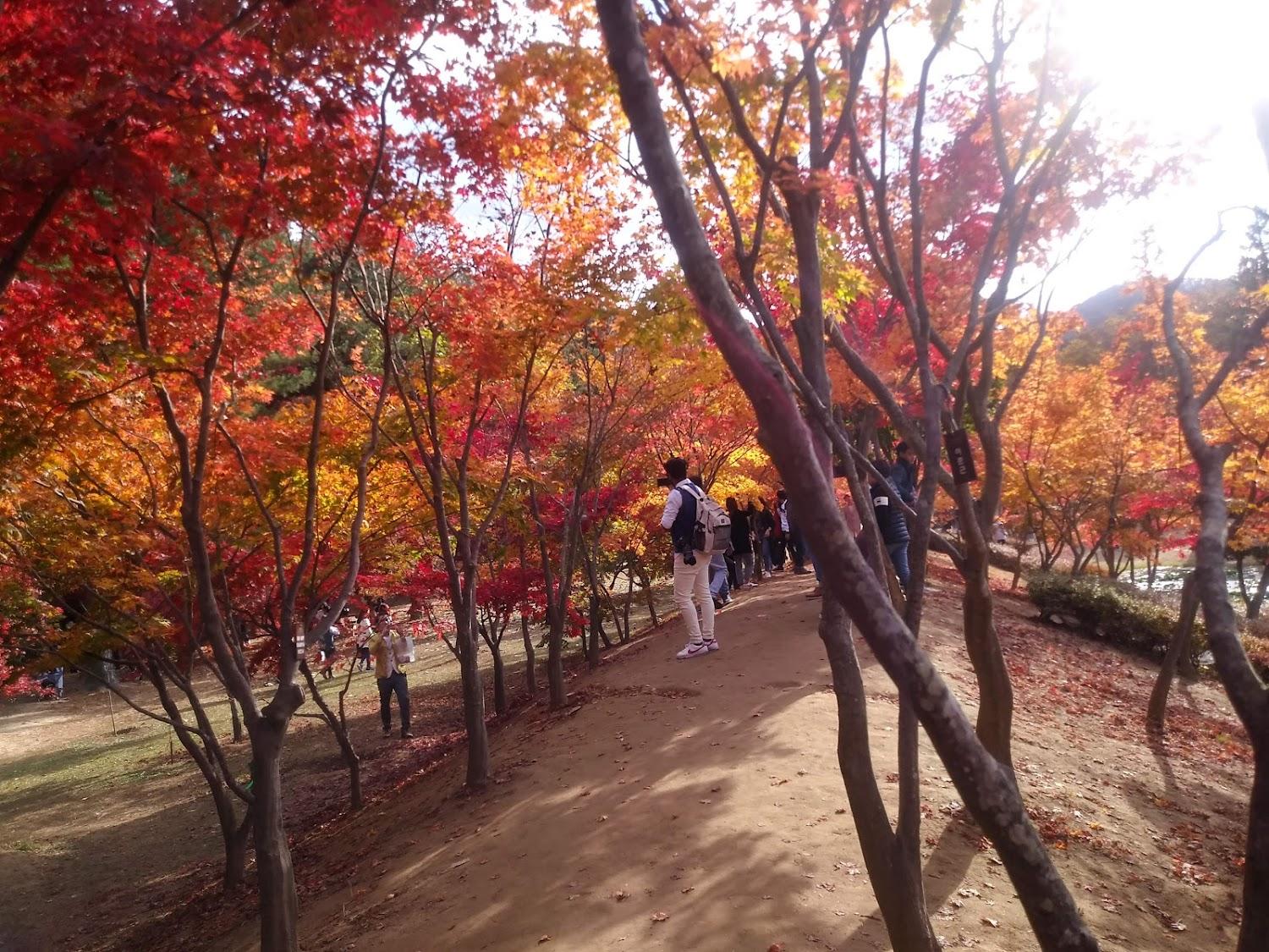 Cover Image for 남이섬섬나루펜션