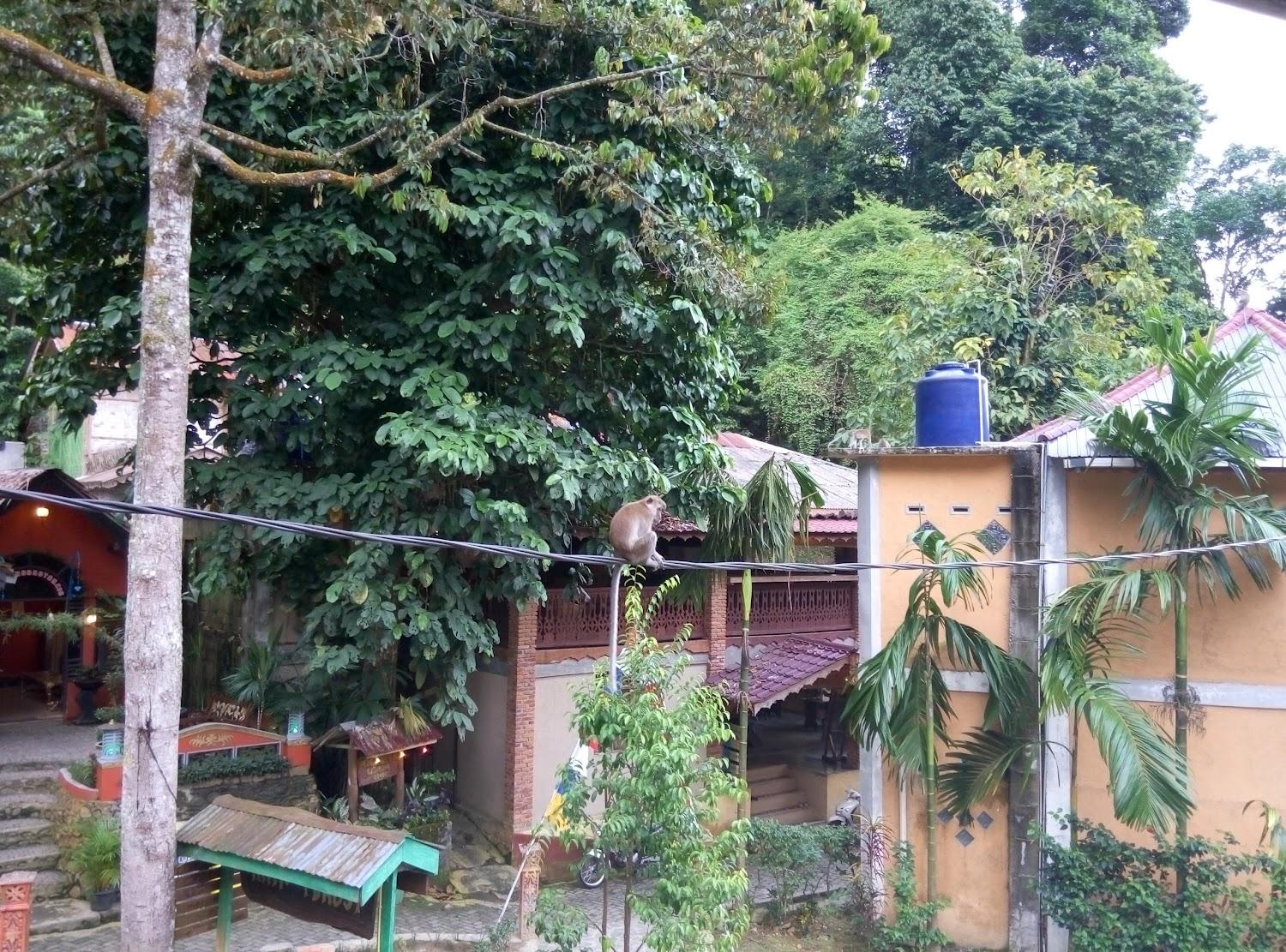 Cover Image for RAIN FOREST
