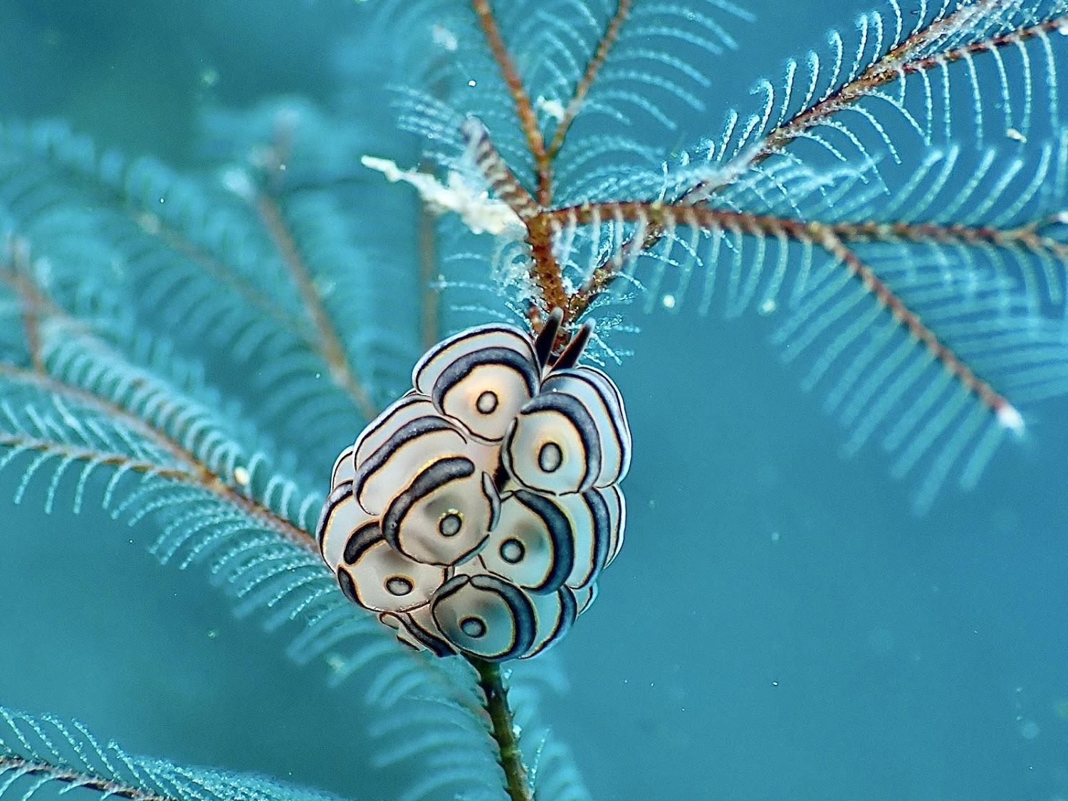 Cover Image for Wonder Dive Bali