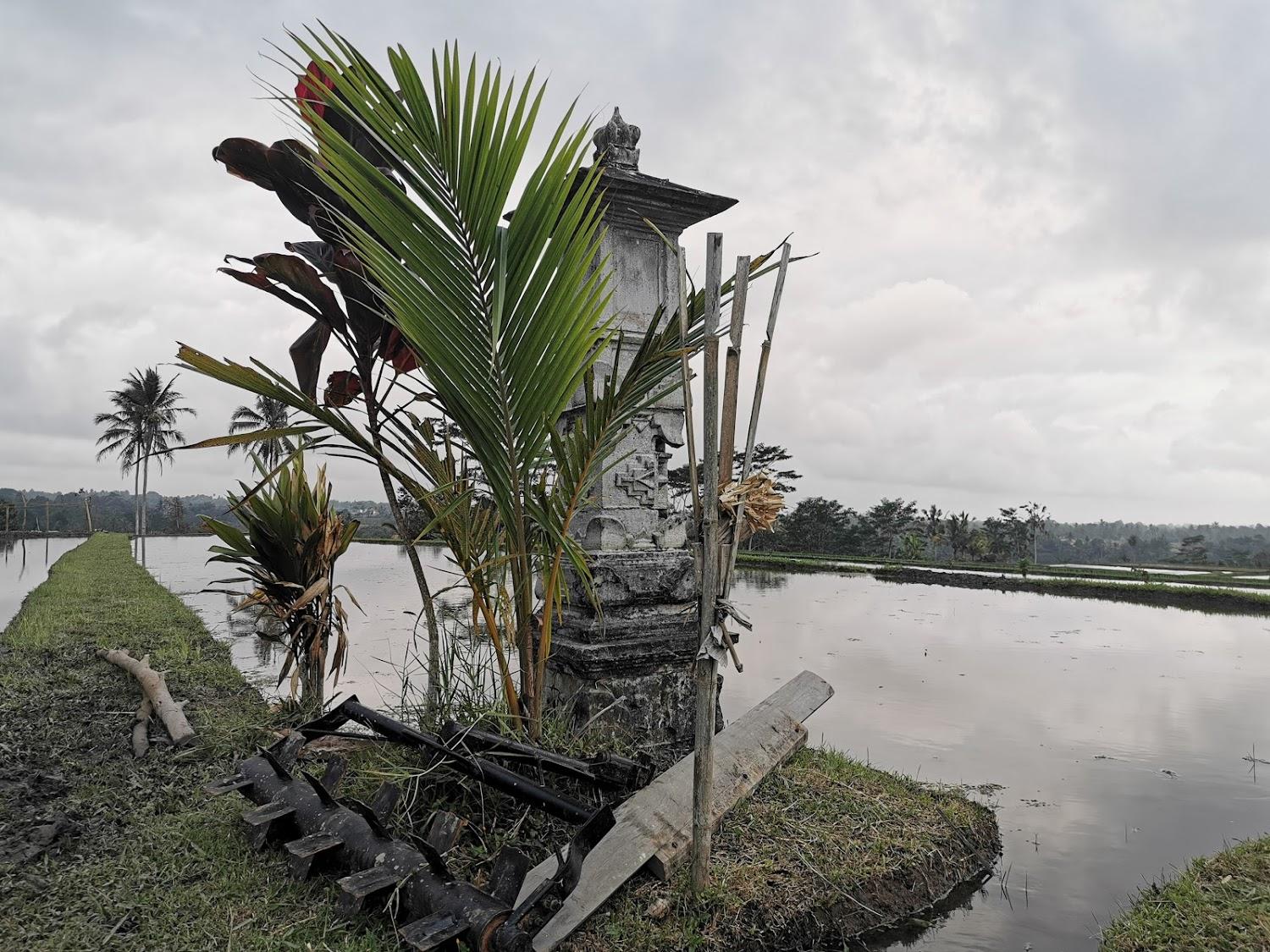 Cover Image for Ti Amo Bali