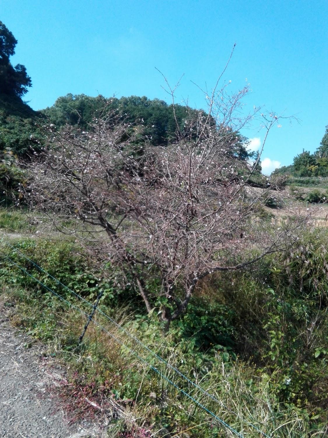 Cover Image for Asukanoyado Iwaidoso
