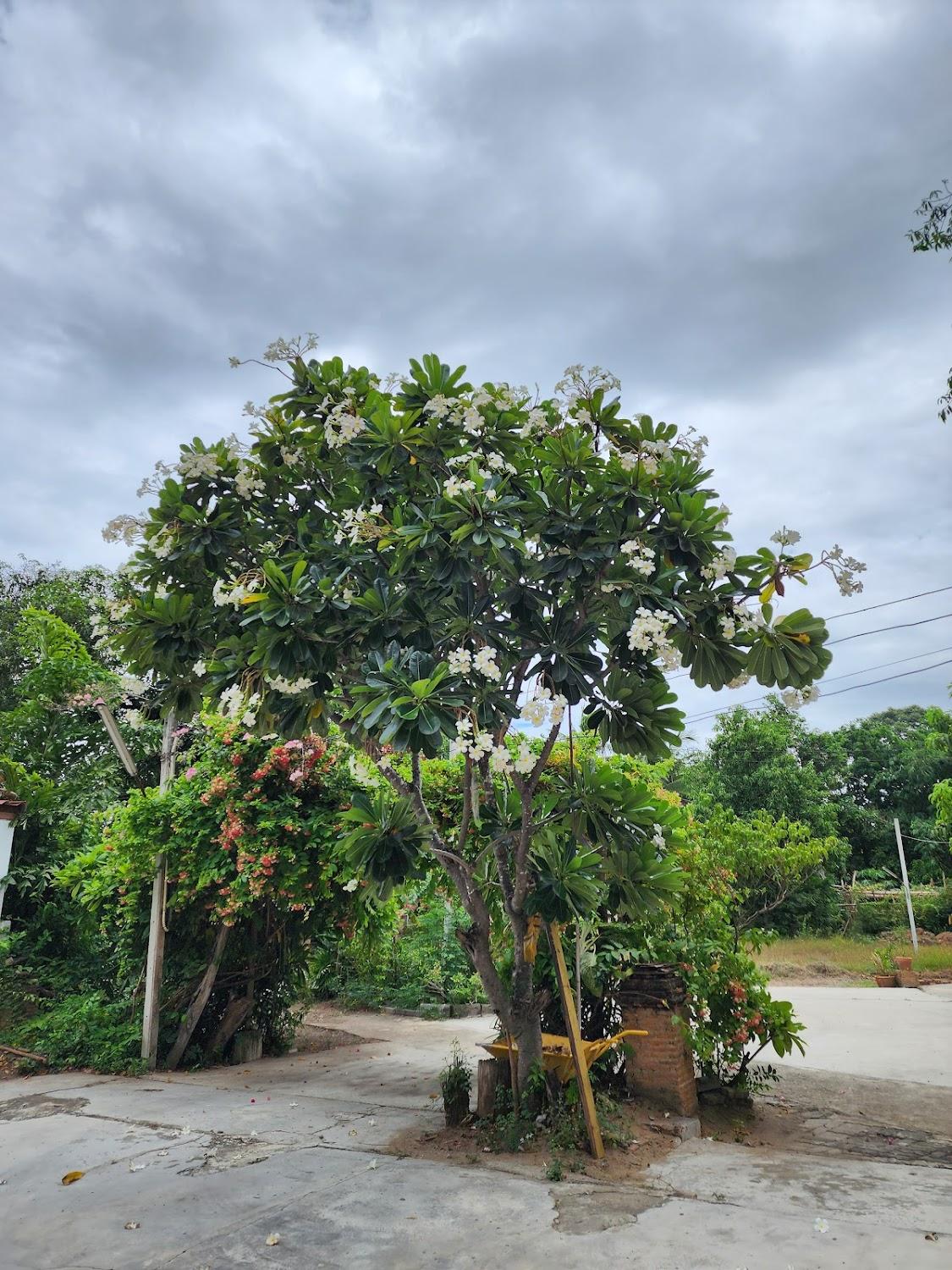 Cover Image for บ้านล้านนาร่มไม้ริมน้ำรีสอร์ท