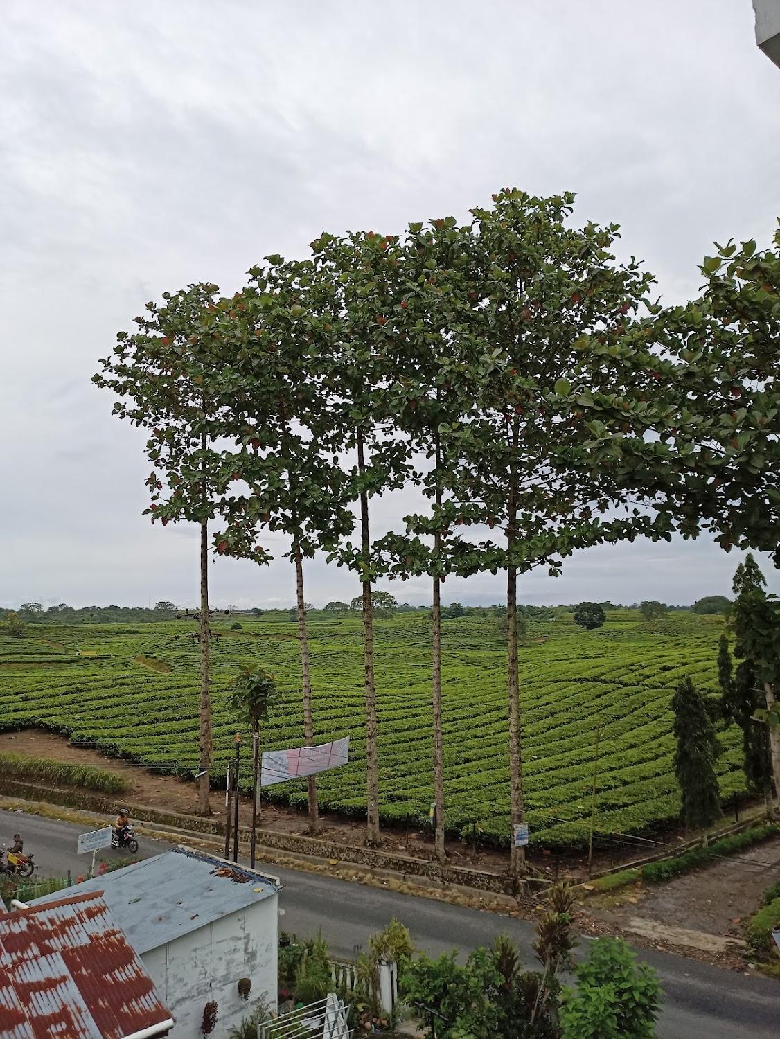 Cover Image for Tea Garden Inn