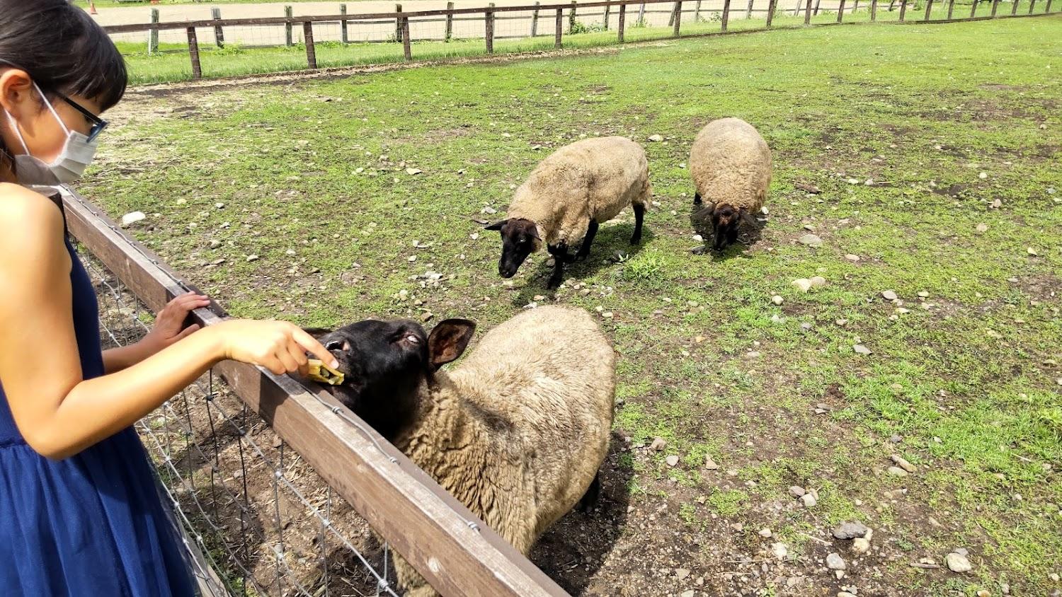 Cover Image for Waku-Waku Farm Maemori Kougen