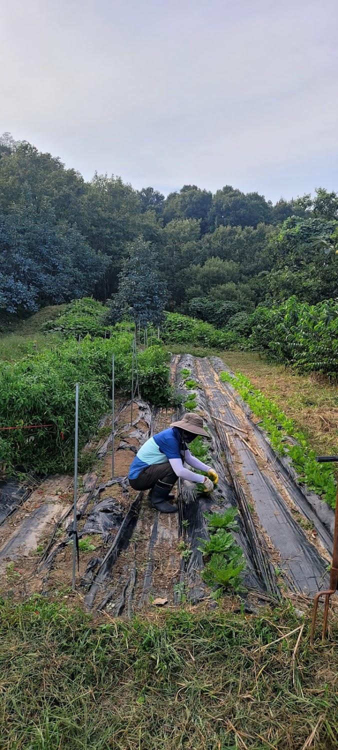 Cover Image for Nakdong Seunggok Village